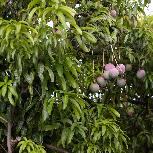 thumbnail for publication: Low-Maintenance Landscape Plants for South Florida